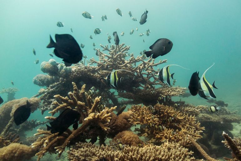 Op een nieuwbouwrif vonden de onderzoekers meer soorten dieren en planten