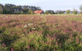 boerderij De Vlakkenburg; Zegenpolder, Buijtenland van Rhoon - op de voorgrond gewone duivenkervel