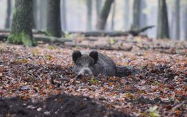 Bas Worm Wild zwijn