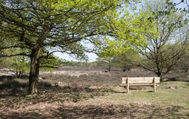 Natuurgebied de Gasterse Duinen