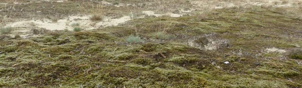 dichtgroeiend stuifzand