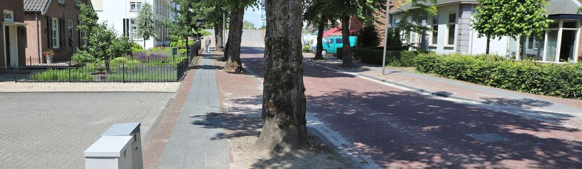 Straatbomen, opgesloten in de verharding
