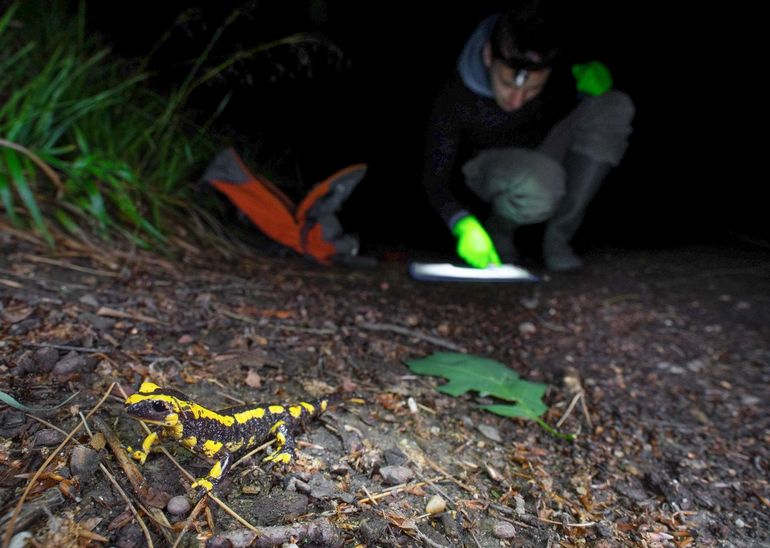 Er werd voor het project veel data verzameld over de aantallen, de verspreiding, en demografie van vuursalamanders. Op de voorgrond een vuursalamander die net uit zijn schuilplaats is ontwaakt, op de achtergrond onderzoeker Jesse Erens