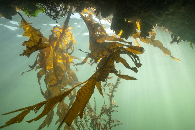 Het bruinwier Wakame is een bekende exoot