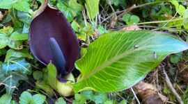 Exotische Arum pictum met inheemse bestuivers