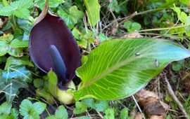 Exotische Arum pictum met inheemse bestuivers