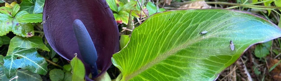 Exotische Arum pictum met inheemse bestuivers