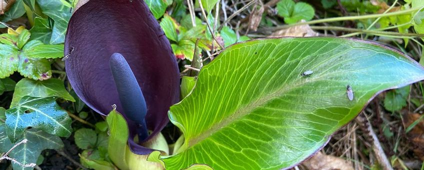 Exotische Arum pictum met inheemse bestuivers