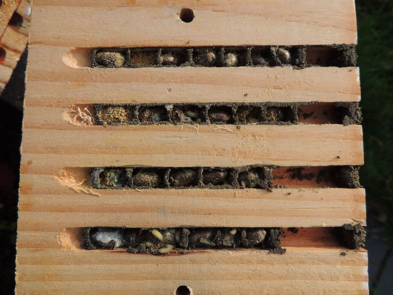 Bijenhotel met nestkamers van de rosse metselbij, die als pop overwintert. De kleine witte poppen zijn van een parasitaire vlieg