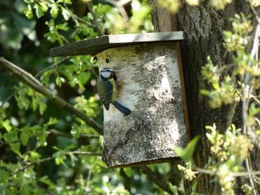 Koolmeesje aan een vogelhuisje