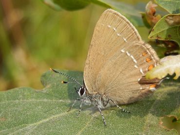 De bedreigde bruine eikenpage