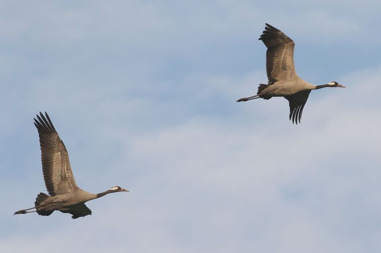 Rondzwervend paar kraanvogels op 11 mei 2024 op de Veluwe. In de groeiende populatie zijn steeds meer paren te vinden die zich nog niet hebben gevestigd