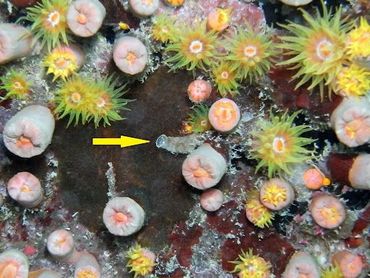 Een wormslak met Cladopsammia manuelensis-koralen, die onlangs ook zijn ontdekt in Caribische koraalriffen
