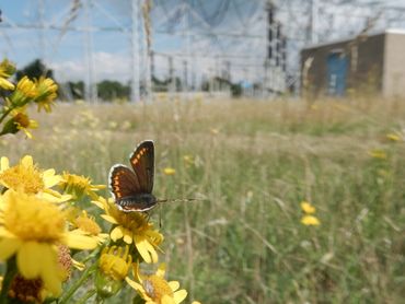 Een bruin blauwtje onder hoogspanning