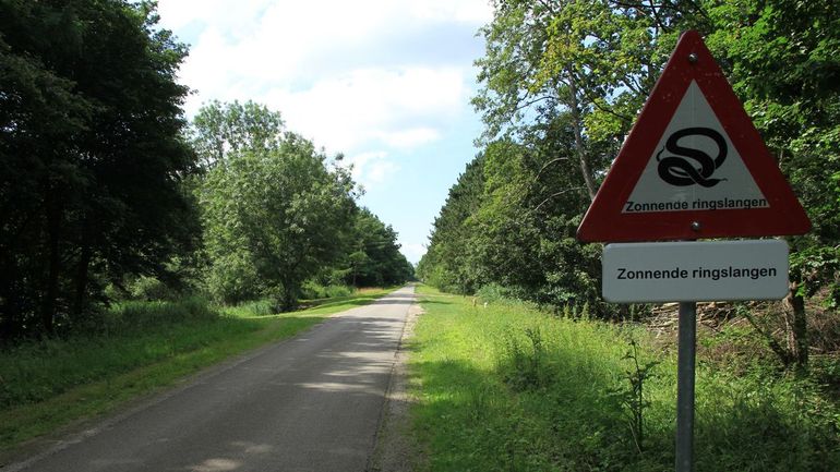 Het Kuinderbos is rijk aan ringslangen, ook de weggebruiker moet opletten