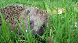 Egel