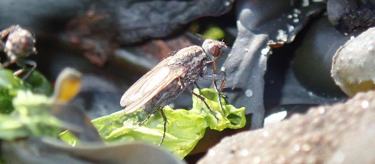 Wiervliegen vormen een onmisbare schakel in het ecosysteem van het strand. Deze soorten kunnen niet overleven zonder aangespoelde wieren