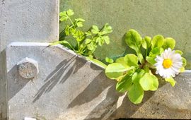 Madeliefje heeft zelf een plekje gevonden in een kuip in de Leidse Hortus