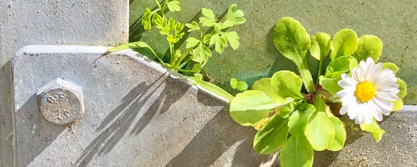 Madeliefje heeft zelf een plekje gevonden in een kuip in de Leidse Hortus