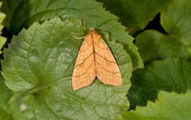 Tiliacea citrago. Lindegouduil