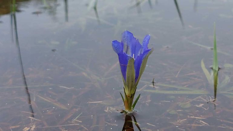 Ook de bijzondere klokjesgentiaan heeft natte voeten