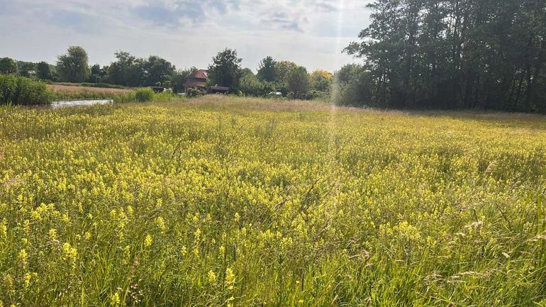 Afgelopen zomer bloeide hier voor het eerst in jaren de grote ratelaar in groten getale