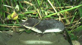 Waterspitsmuis op de Struikrover®
