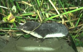 Waterspitsmuis op de Struikrover®