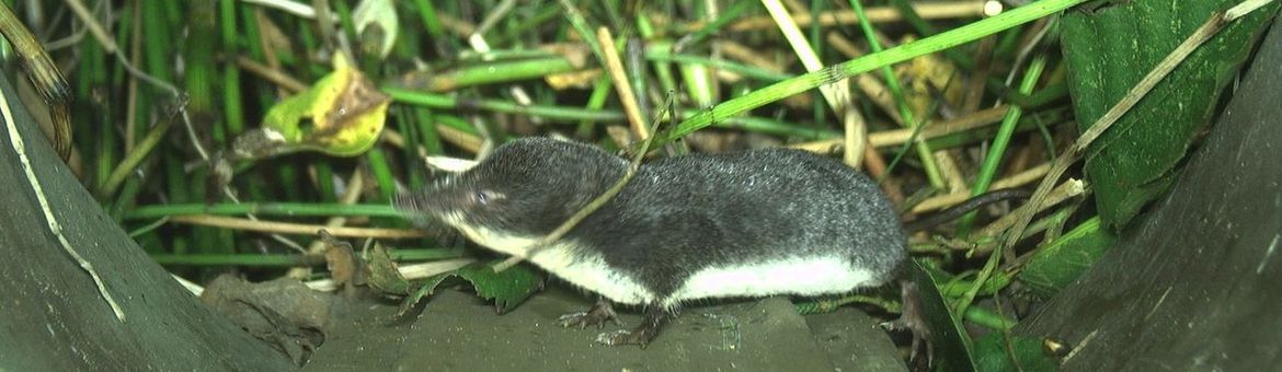 Waterspitsmuis op de Struikrover®