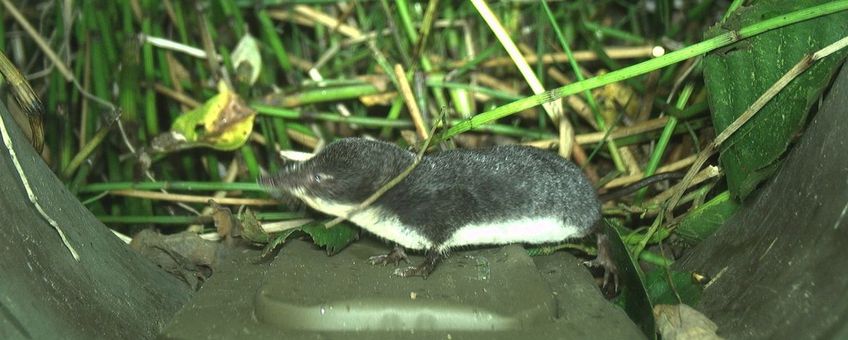 Waterspitsmuis op de Struikrover®