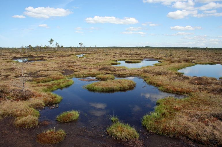 Hoogveen in natuurgebied Kirbas Purvs in Letland