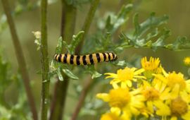 Tyria jacobaeae, Sint-jacobsvlinder