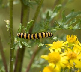 Tyria jacobaeae, Sint-jacobsvlinder