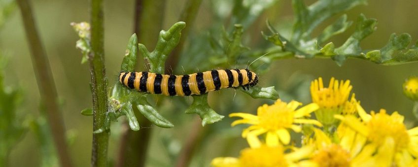 Tyria jacobaeae, Sint-jacobsvlinder