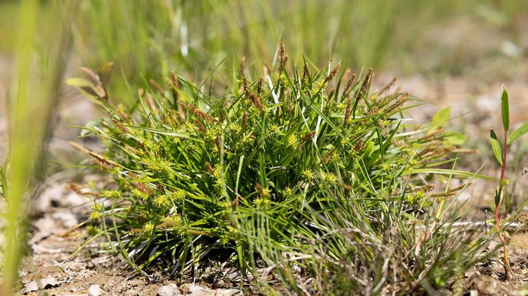 In de delen waar maatregelen zijn genomen, laten soorten als geelgroene zegge zien dat de natuur zich hier de goede kant op ontwikkelt