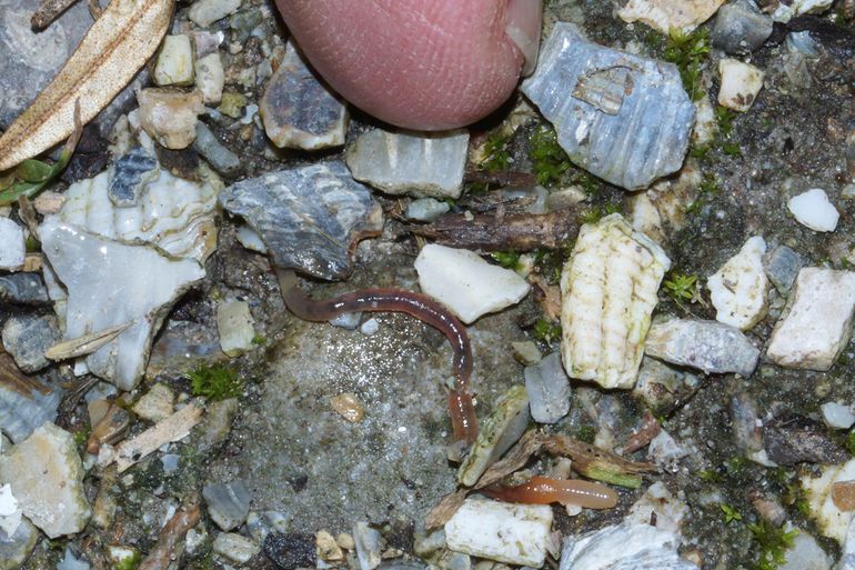 Fosforworm langs wandelpad op Texel