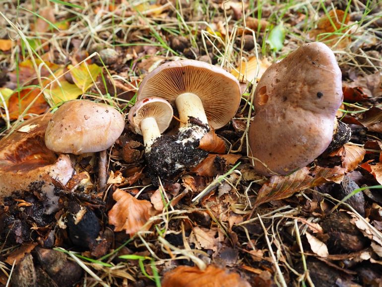 Violetbruine gordijnzwammen in de duinen