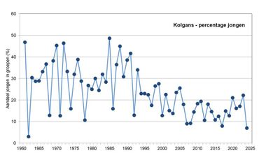 Figuur 1. Trend in het broedsucces van kolgans in de loop der jaren