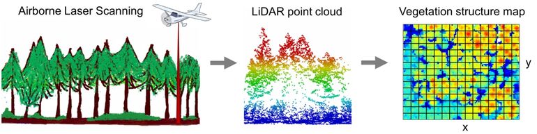 LiDAR data are collected by laser scanning from an airplane. The laser reflectance points produce a three-dimensional image landscape. The vegetation structure can be mapped from these data