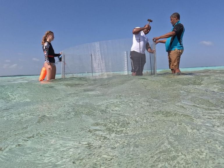 PISKABON members and intern Claudia Tonnis are building the enclosure for the farmed queen conches