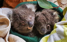 koala's Buzz en Woody bij Mosswood Wildlife Center