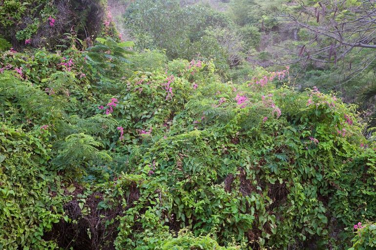 Coralita smothering local vegetation