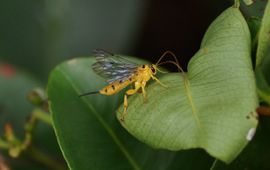 Xanthopimpla punctata. Een sluipwesp