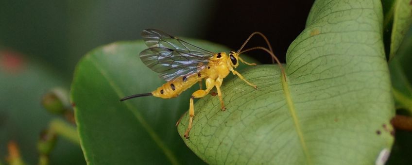 Xanthopimpla punctata. Een sluipwesp