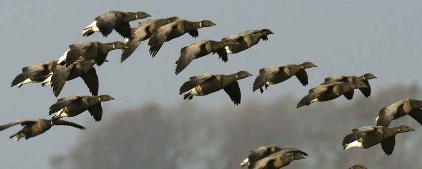 Branta bernicla. Rotgans