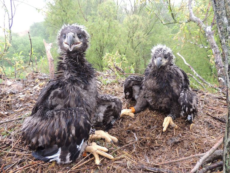 Jonge zeearenden op het nest in het Lauwersmeer, 21 mei 2013