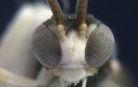 NCB Naturalis Nieuw soort sluipwesp (Kollasmosoma sentum) die op mieren parasiteert eenmalig gebruik
