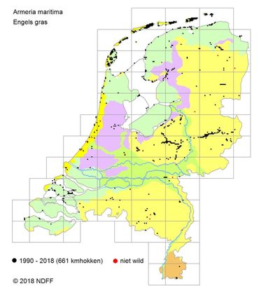 Verspreiding Engels gras