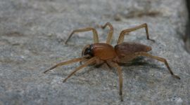 Zakspin, Clubiona spec.