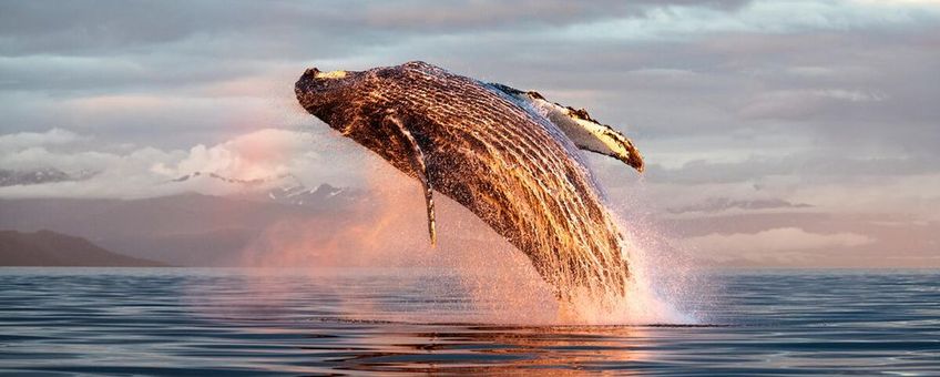 North Pacific humpback whale (Megaptera novaeangliae kuzira) breaching at sunset, Kupreanof Island, Frederick Sound, Alaska, USA,